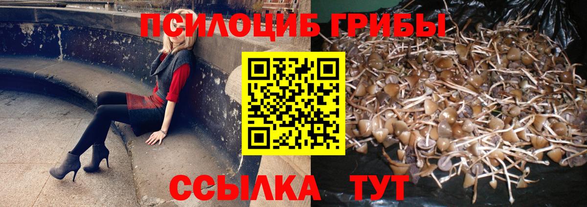 Костомукша  Псилоцибиновые грибы Psilocybe  Вход с VPN 